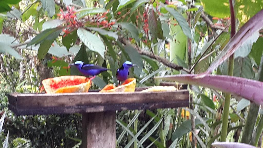 Hotel Roca Negra Del Arenal La Fortuna Luaran gambar