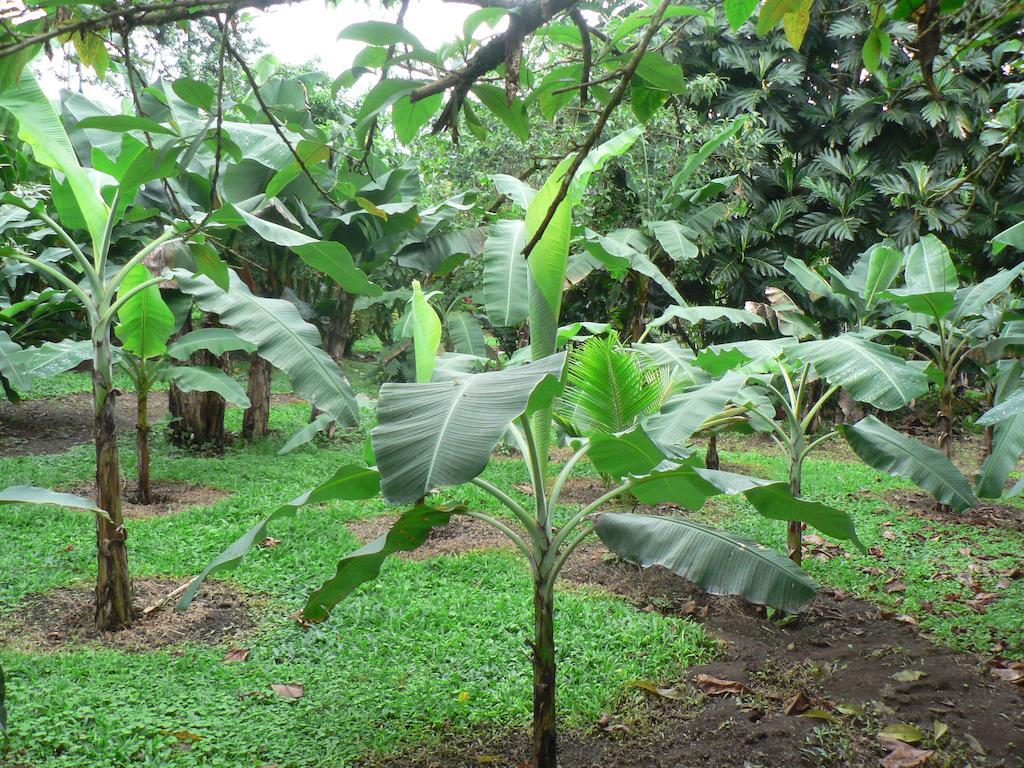 Hotel Roca Negra Del Arenal La Fortuna Luaran gambar