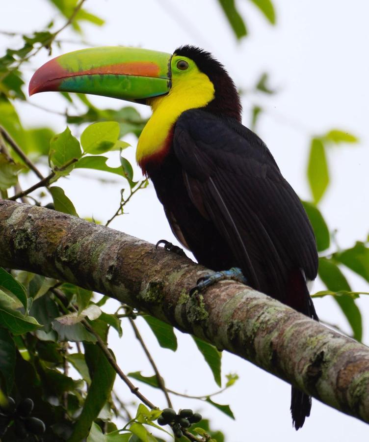 Hotel Roca Negra Del Arenal La Fortuna Luaran gambar